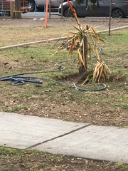 Haemorhous mexicanus