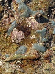 Eudistoma