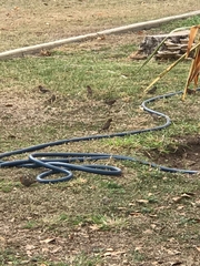 Haemorhous mexicanus