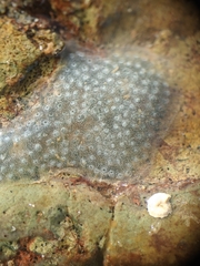 Eudistoma