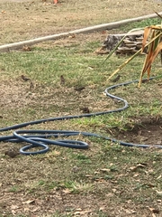 Haemorhous mexicanus