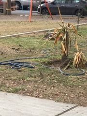 Haemorhous mexicanus