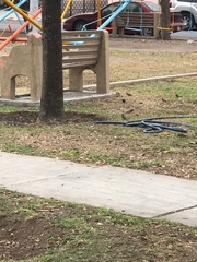 Haemorhous mexicanus