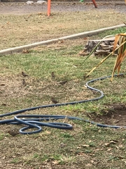 Haemorhous mexicanus