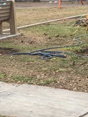 Haemorhous mexicanus