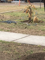 Haemorhous mexicanus