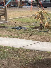 Haemorhous mexicanus