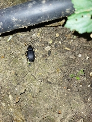 Licinus