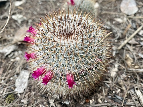 Mammillaria haageana