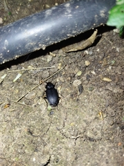 Licinus