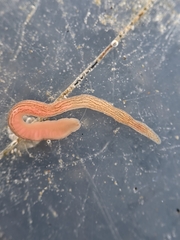 Cerebratulus lineolatus