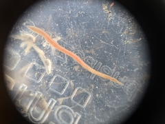 Cerebratulus lineolatus