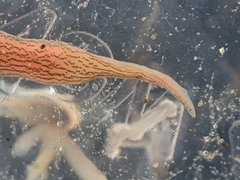 Cerebratulus lineolatus