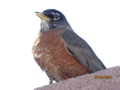 Turdus migratorius