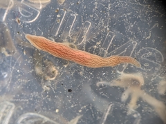 Cerebratulus lineolatus