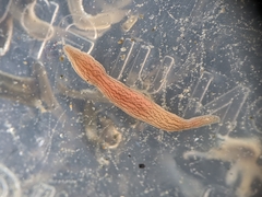 Cerebratulus lineolatus