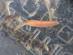 Cerebratulus lineolatus