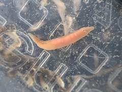 Cerebratulus lineolatus