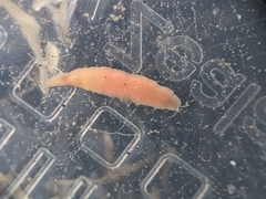 Cerebratulus lineolatus