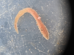 Cerebratulus lineolatus