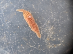 Cerebratulus lineolatus