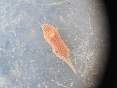Cerebratulus lineolatus