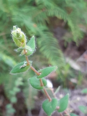 Leucopogon amplexicaulis