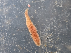 Cerebratulus lineolatus