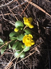 Ranunculus glaberrimus ellipticus