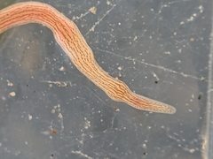 Cerebratulus lineolatus