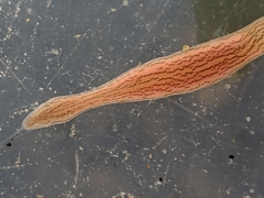 Cerebratulus lineolatus