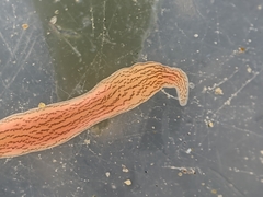 Cerebratulus lineolatus