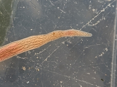 Cerebratulus lineolatus