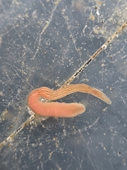 Cerebratulus lineolatus