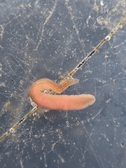 Cerebratulus lineolatus