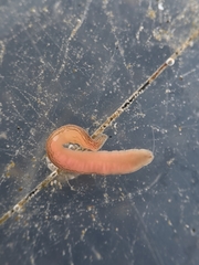 Cerebratulus lineolatus