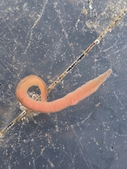 Cerebratulus lineolatus