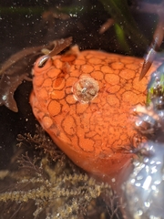 Liparis mucosus