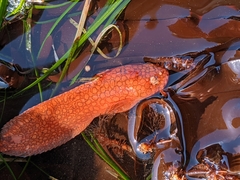 Liparis mucosus