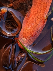 Liparis mucosus