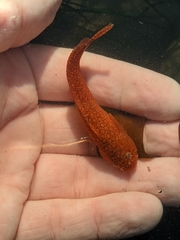 Liparis mucosus
