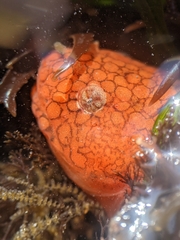 Liparis mucosus