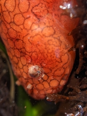 Liparis mucosus