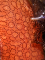 Liparis mucosus