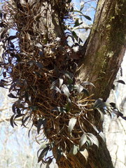 Epidendrum conopseum image