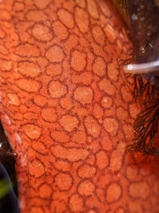 Liparis mucosus