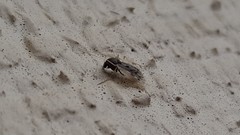 Polypedilum nubiferum