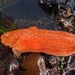 Slimy Snailfish - Photo no rights reserved, uploaded by Alex Heyman