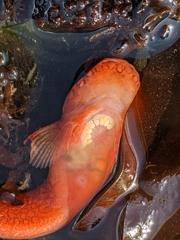 Liparis mucosus