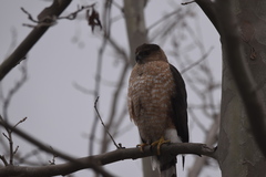 Accipiter cooperii
